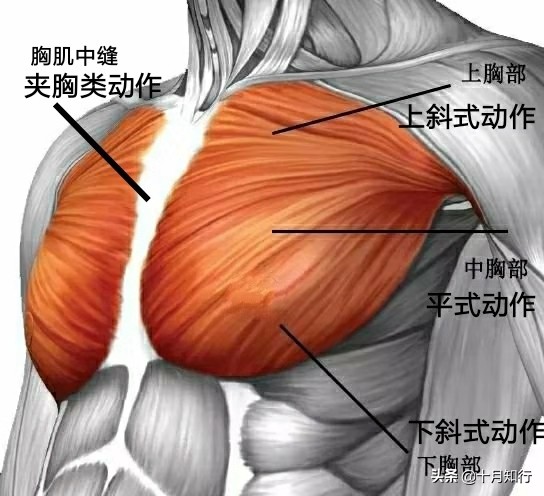 要練出結實的胸部肌肉，在家就可以，一對啞鈴同樣練出飽滿大胸肌