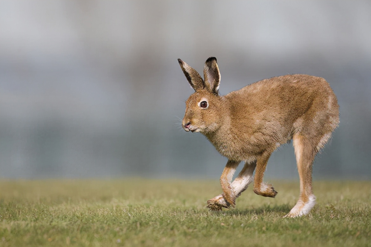 关于兔子跑的美文
