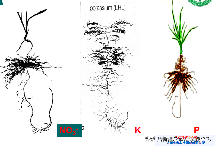 水肥一体化中到底应该将水肥施用在什么位置？根区为你提供答案