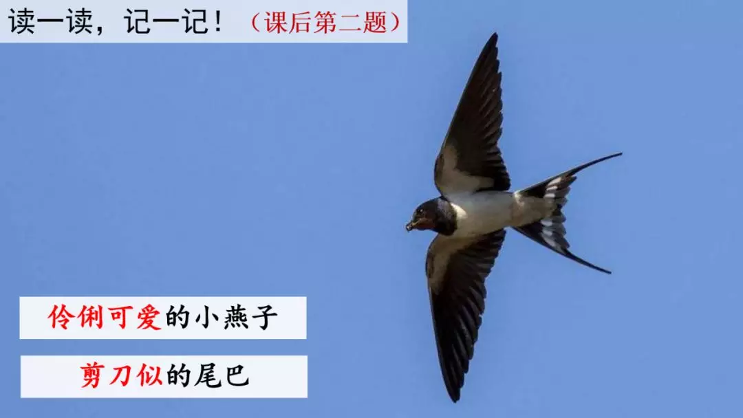 部编版三年级语文下册第二课《燕子》知识点及课堂测试题