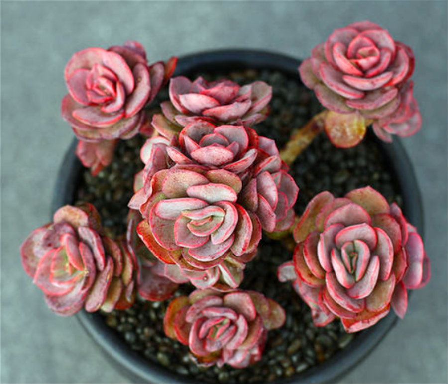 13多肉小叶秀妍冬天怎么养不容易死「记得收藏」 -骁龙网