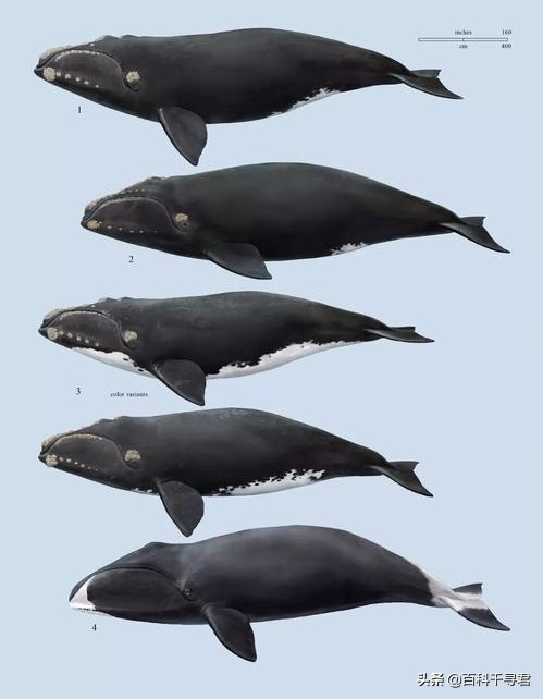 须鲸的种类有哪些?来详细了解一下这种巨大而温和的海洋哺乳动物