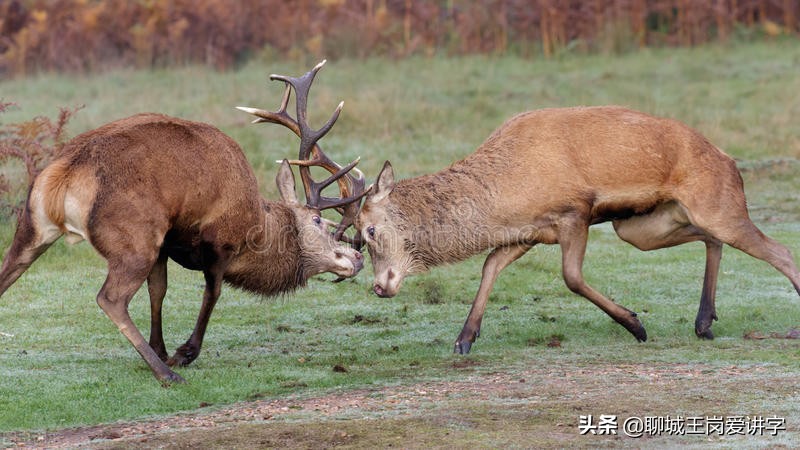 有趣的三叠字：汉字“猋麤鱻”你认识吗？它们是什么意思？