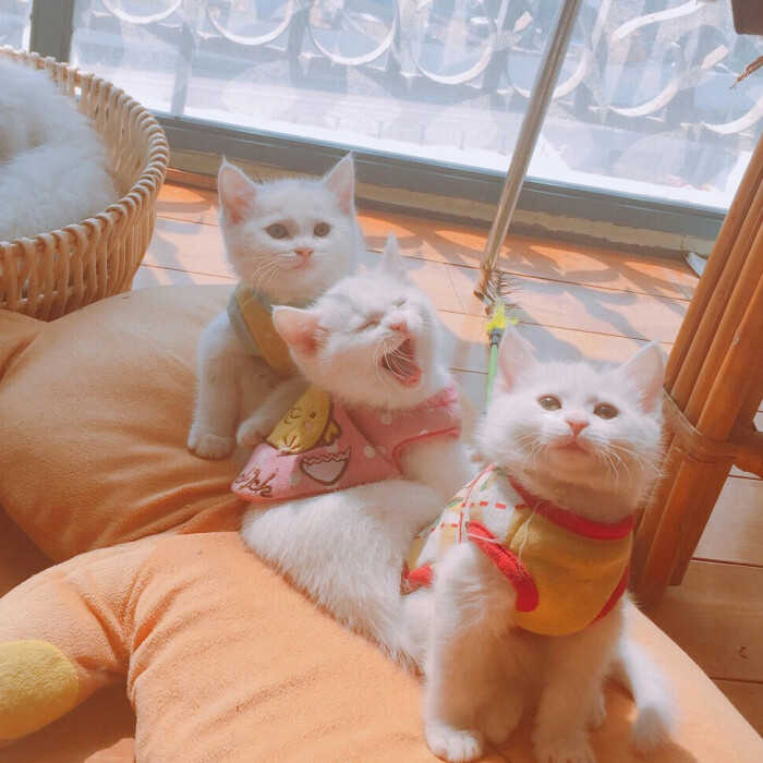 25条有趣的微信个性签名：十年瘦骨无人问，一朝变肥天下知