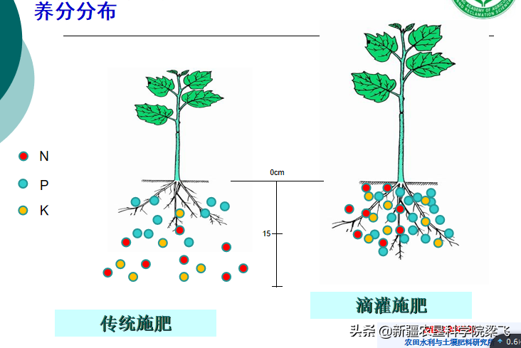水肥一体化中到底应该将水肥施用在什么位置？根区为你提供答案