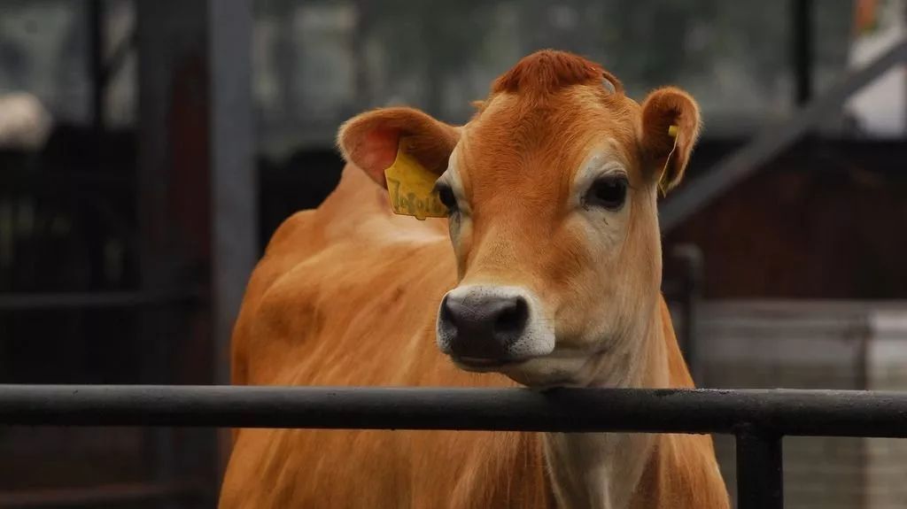 娟姗牛奶有哪些好处(值得剁手的10款娟姗牛奶)插图