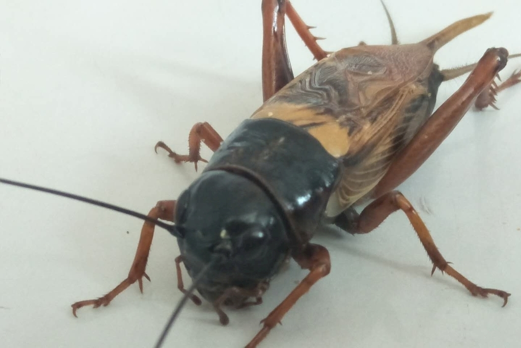 中华蟋蟀主要取食植物的根,茎,叶,种子和果实等,特别喜欢取食近地面的