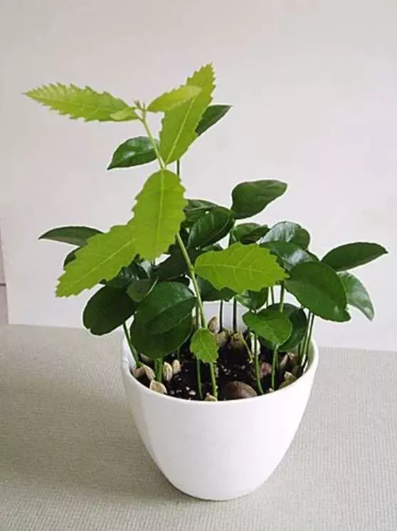 红薯板栗除了吃还能用来当景观！好百邻保洁阿姨这招太实用了