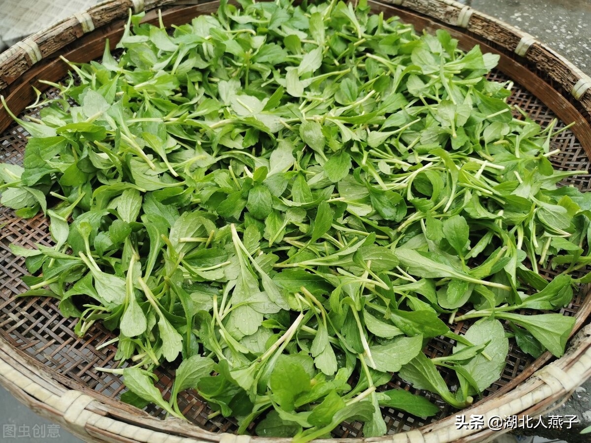 65种野菜图片大全，教你认识不同的野菜和吃法，你想要的野菜都有