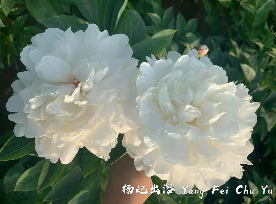 芍药花什么时候开花（芍药种植方法和时间）