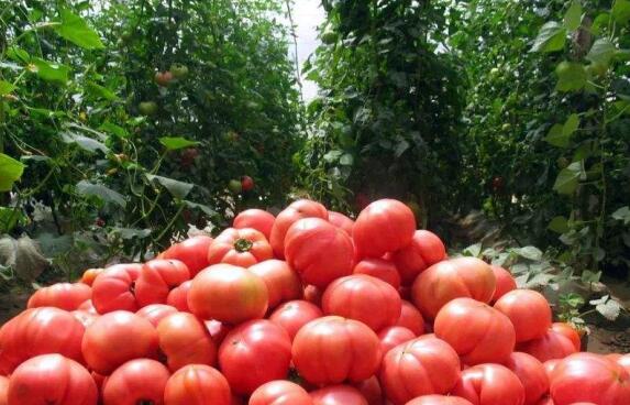 为什么西红柿没有以前好吃了？科学家给我们讲出了实情