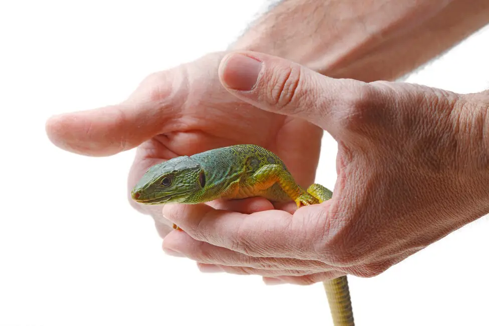 另类宠物店赚钱吗（街边宠物店能挣钱吗）