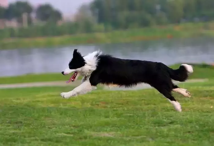 这是公认的最聪明犬种!三分钟看完牧羊犬喂养指南