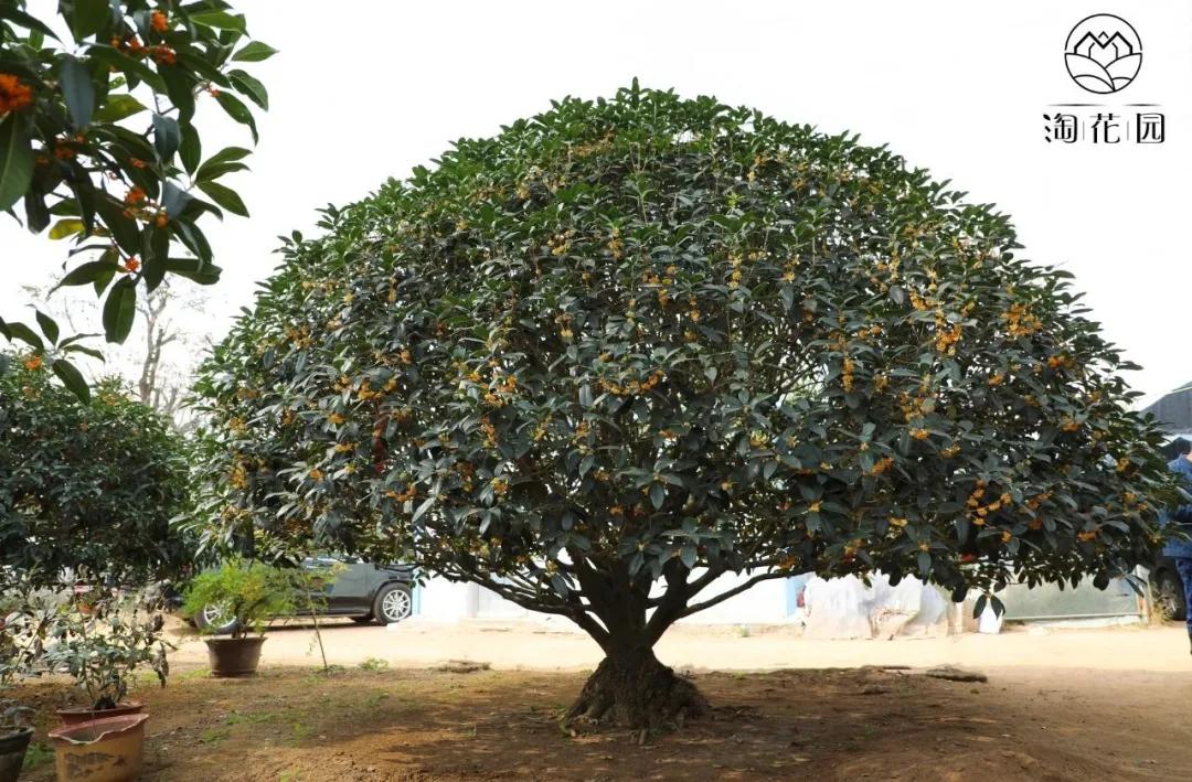 丹桂和金桂有什么区别丹桂可以做桂花蜜吗