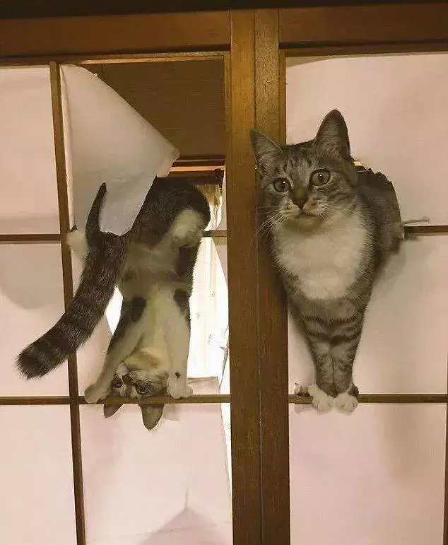 网友哭了:抓破沙发、抓坏窗帘,猫咪为什么那么喜欢到处磨爪子?
