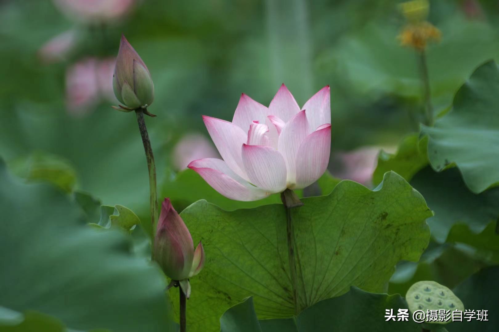 巧用10个对比手法拍摄荷花，及对应的拍摄思路，总有一款适合你