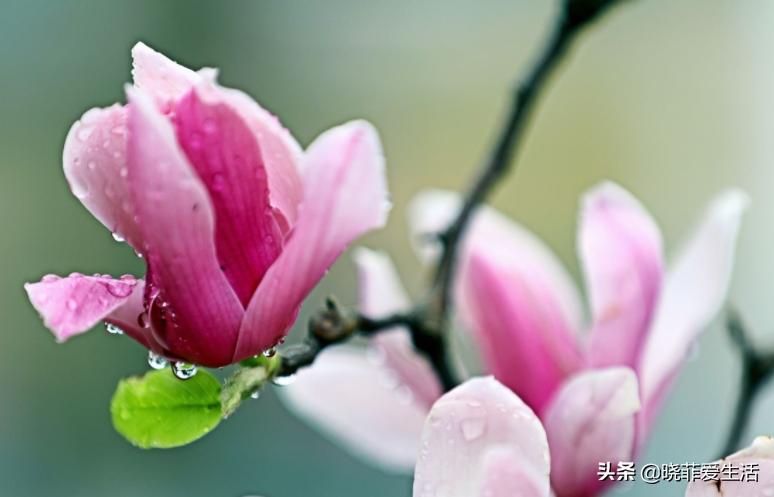 北方冬天的院子里,养这“5种花”,庭院秒变花园,又美又香