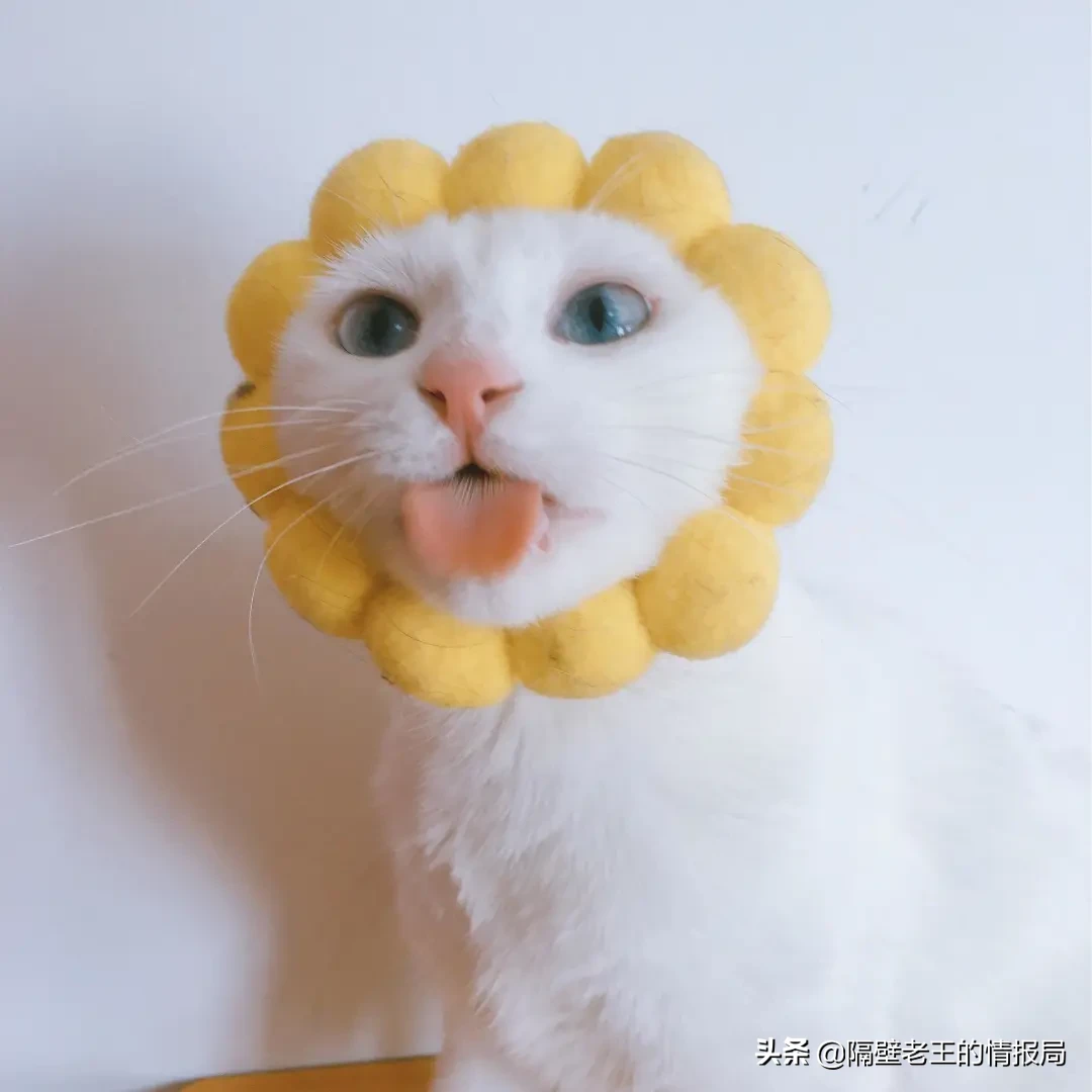 隔壁老王的猫咪情报|关于猫咪生产你知多少?不要再手足无措了