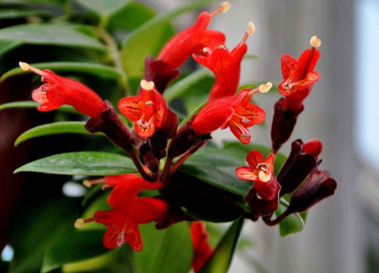 八角口红花烈焰红唇怎么养新手必看图文