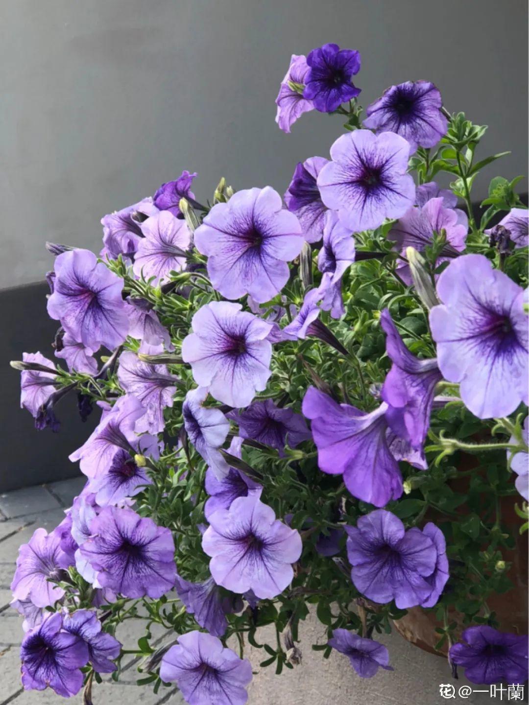 金鸡菊一开就泛滥,多晒晒太阳,爆一个花球