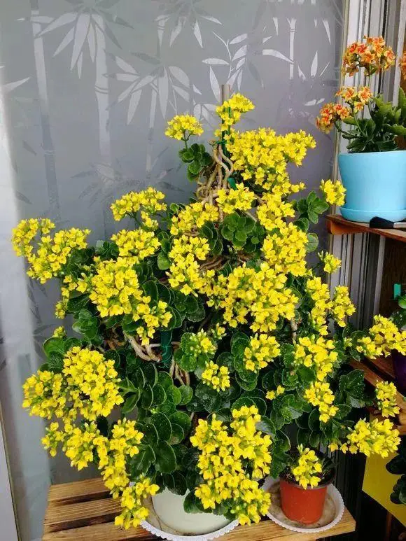 冬天开的花有哪些花朵（冬天十大最香的耐寒的花）