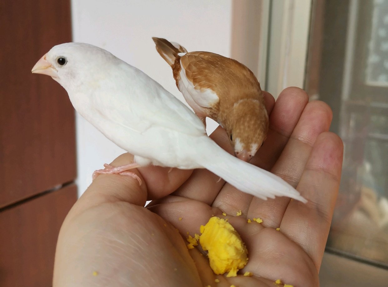 保姆鸟如何使用?使用十姐妹代孵的繁殖技巧