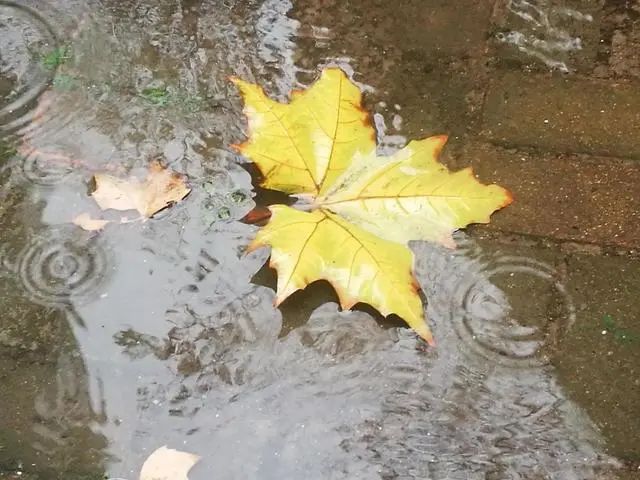 配乐散文：秋雨
