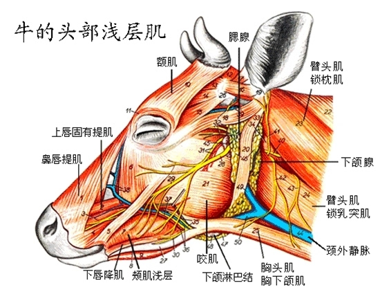 小考“椎牛”宰杀方式，中国古代发明的一种科学、人道的屠杀方式