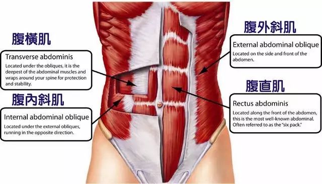 為什麼健身大佬都不練腹肌？