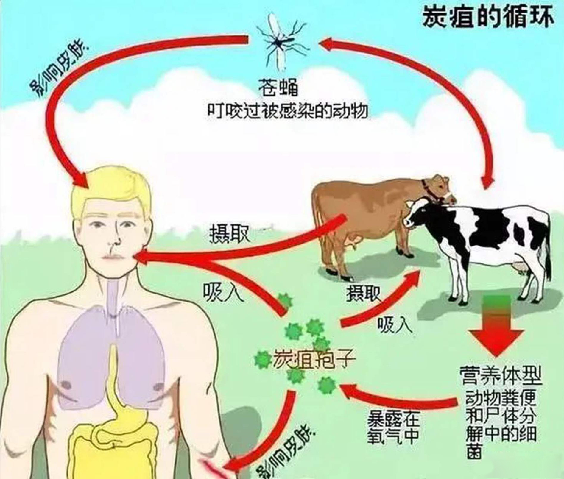 警惕！14岁少年死于炭疽，一月内多地发生疫情，我们该如何防治？