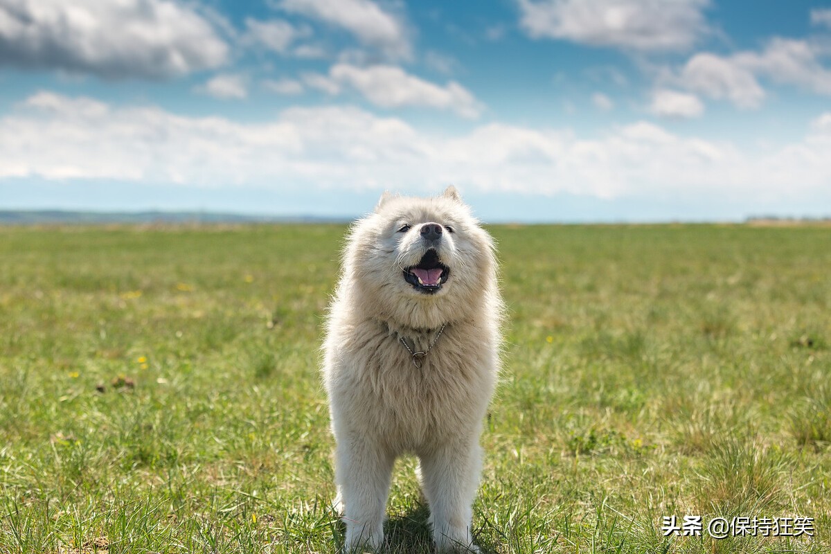 盘点世界最具贵族气质的十大名犬（组图）-搜狐滚动