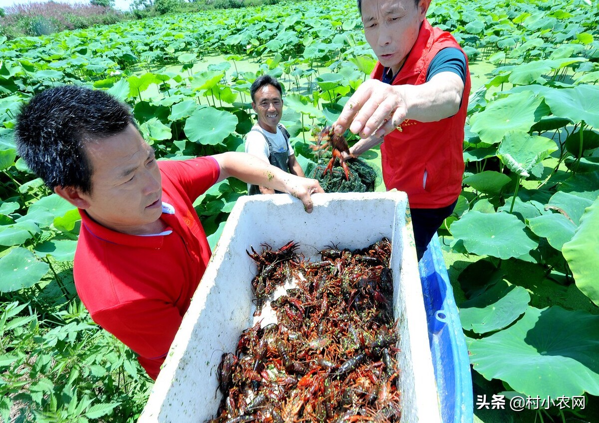 有致富好项目有哪些，致富好的8个项目推荐？