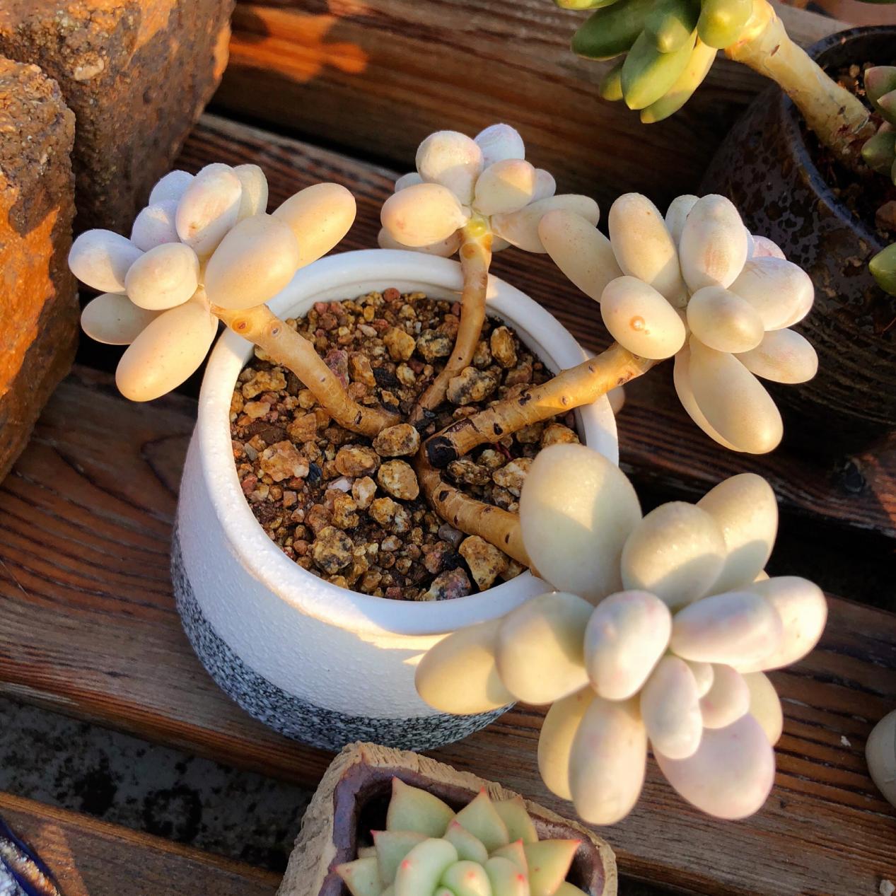 秋季养多肉白美人,满足4点,株型小巧叶片肥美,状态好极了