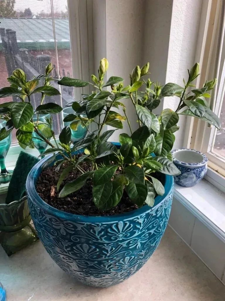 新买的小栀子花怎么养新手必看图文