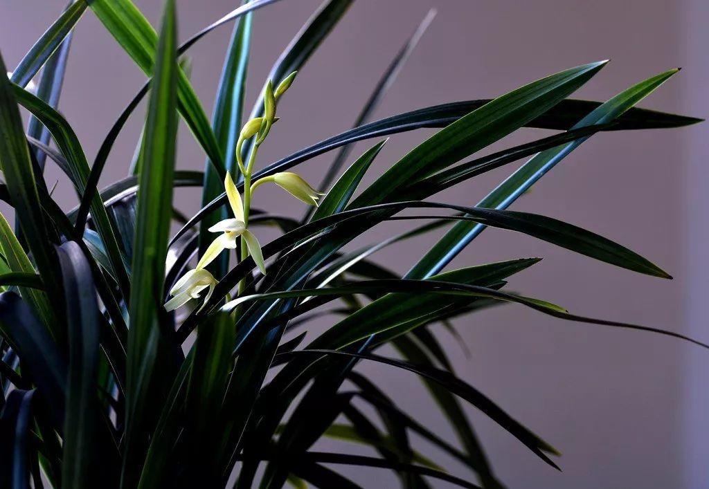 兰花最全养护要点，一年四季绿油油，开花还能香满屋