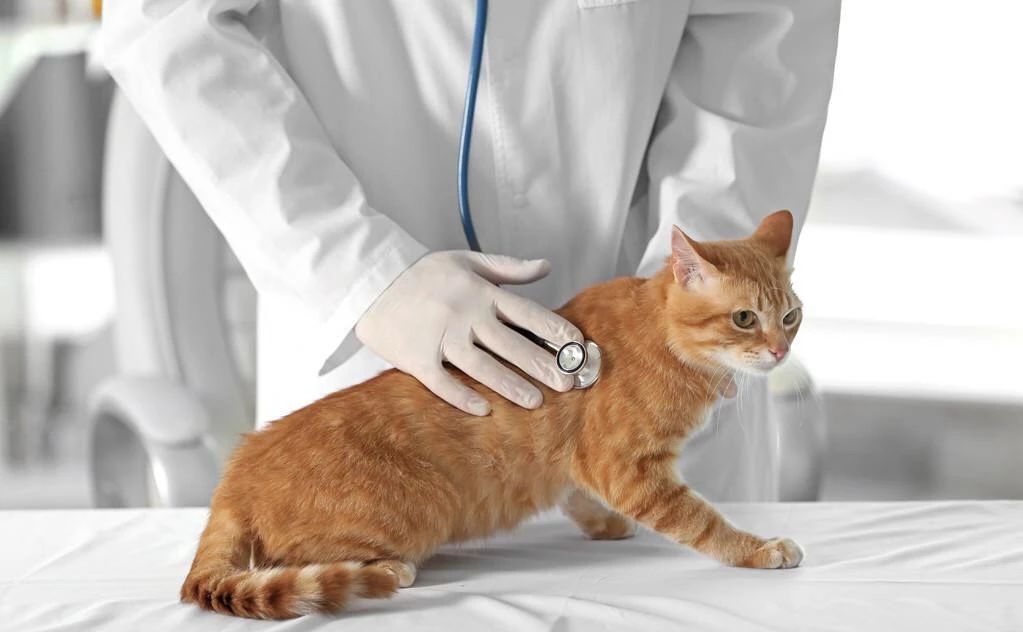 如何预防猫咪最可怕的疾病之一——猫传腹