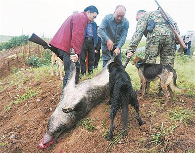 批復了！ 河南信陽要對野豬“下狠手”，這次能把野豬“制服”嗎？