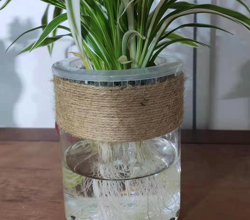 真正适合“水培”的植物有5种,其他的水培是“遭罪”,难养好