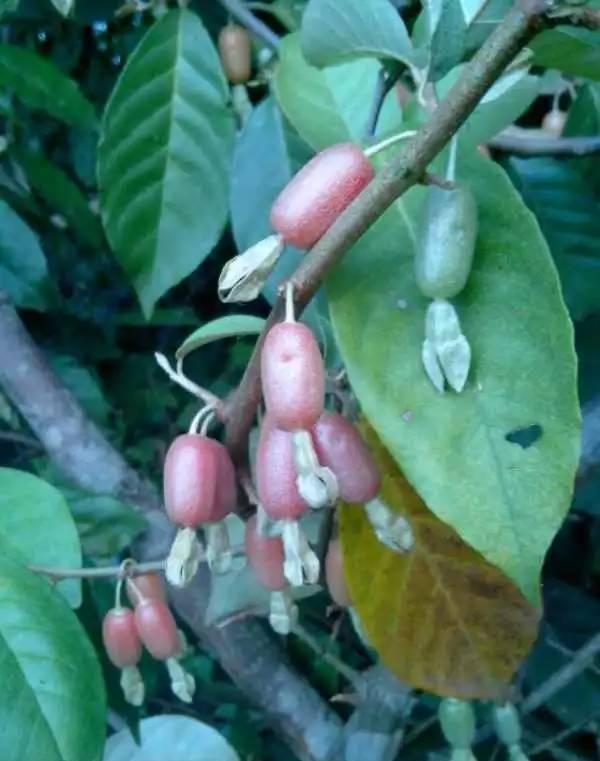 这个可不是哦,云南大山里很多,名叫(鸡嗉子)味甜,这也是读书时候逃课