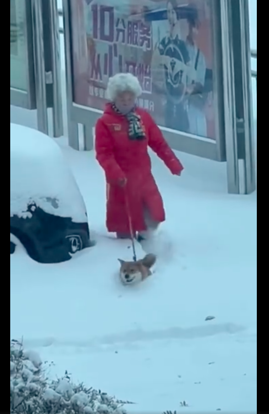 路面上都是积雪，狗狗帮老奶奶开路往前走，养狗千日用狗一时啊