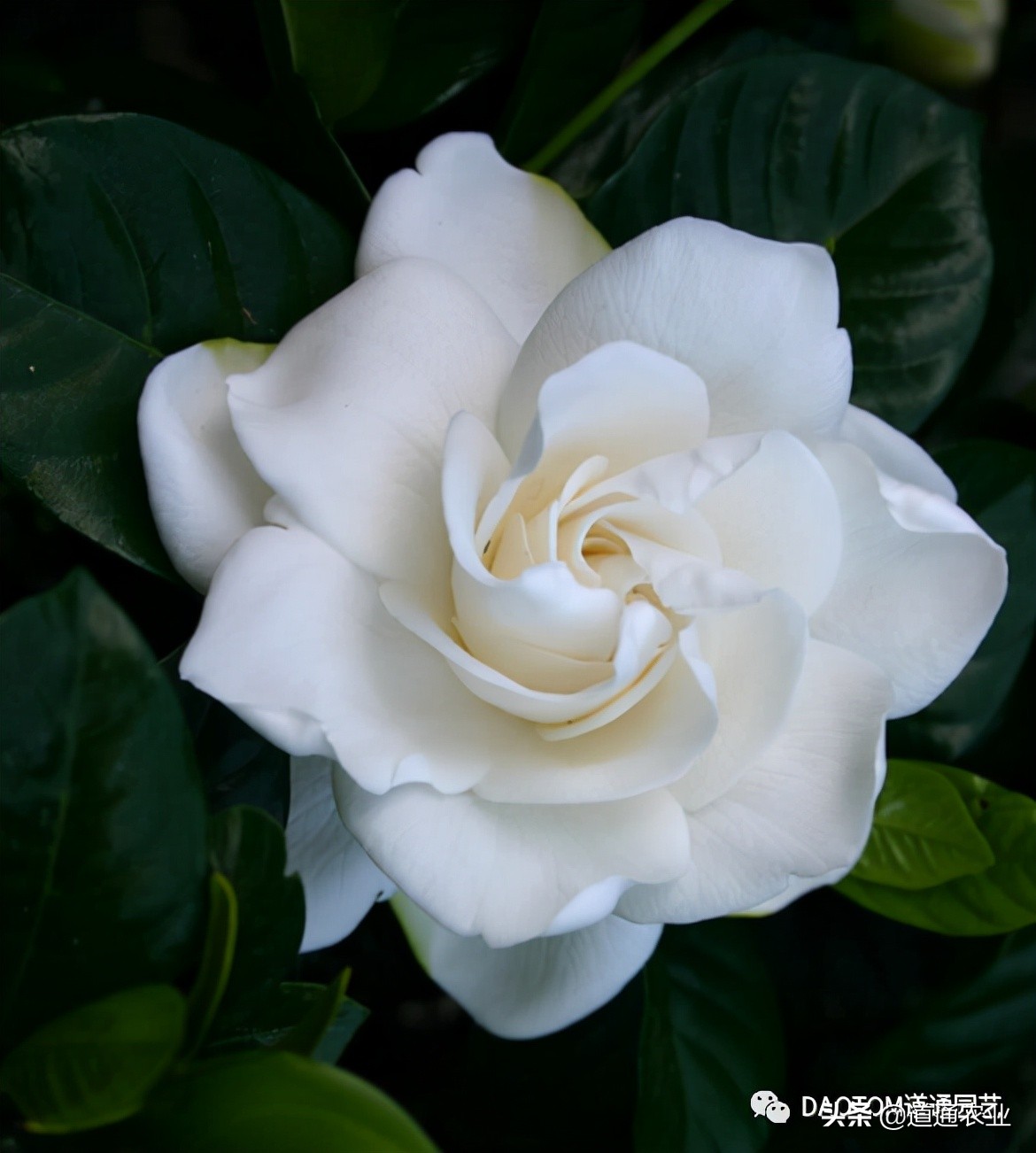 栀子花过年怎么养比较好科普