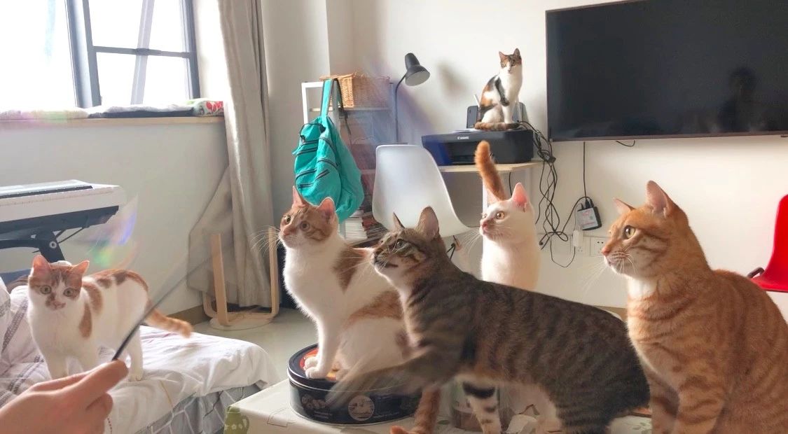 如何预防猫咪最可怕的疾病之一——猫传腹