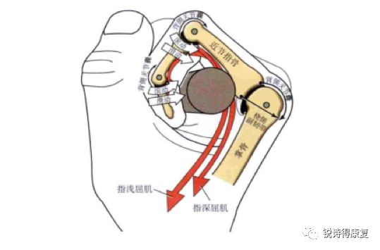 手部解剖结构和基本功能模式