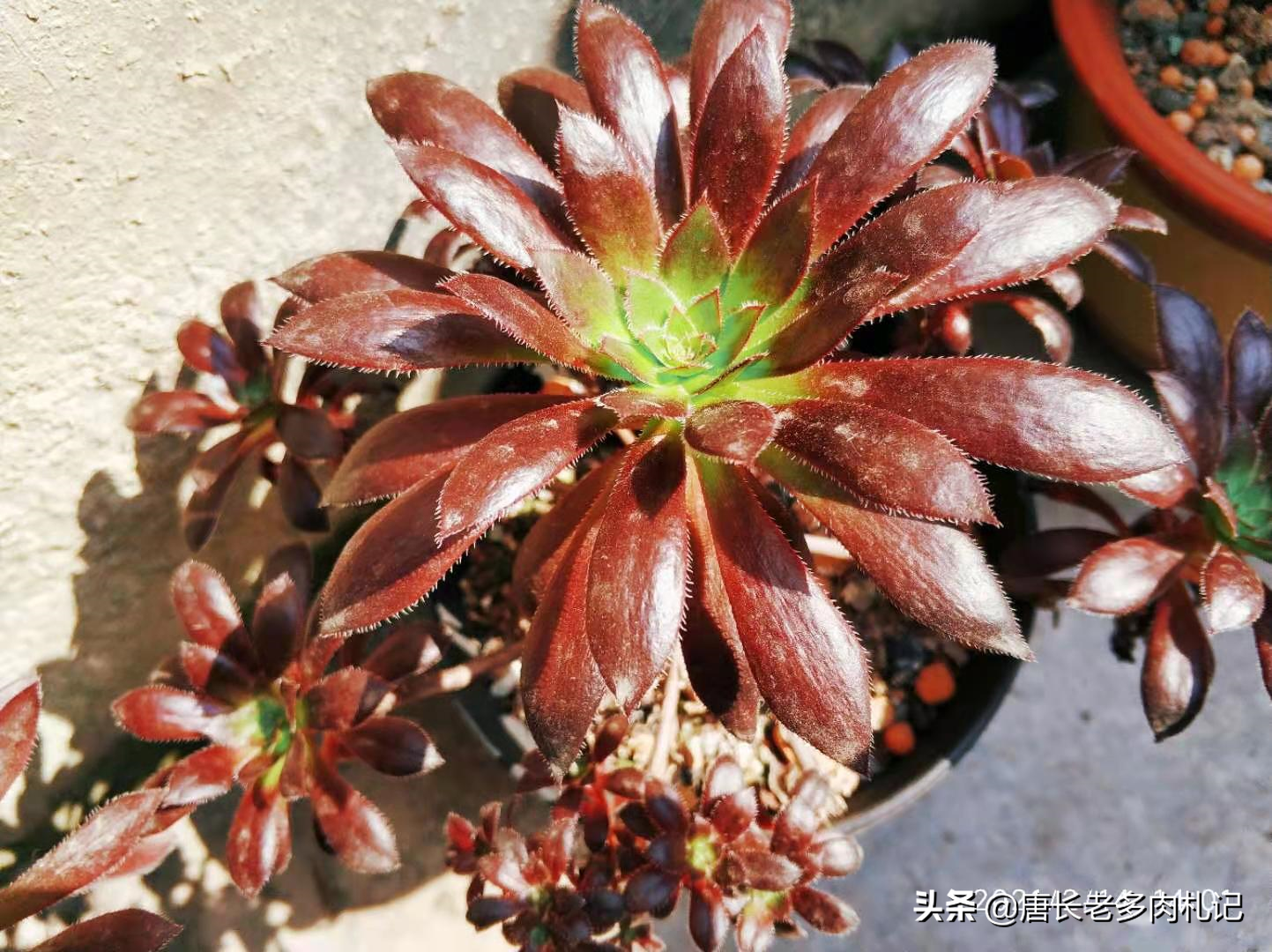 多肉孔雀法师——一种不养心里不爽,养多了心里又难受的法师品种