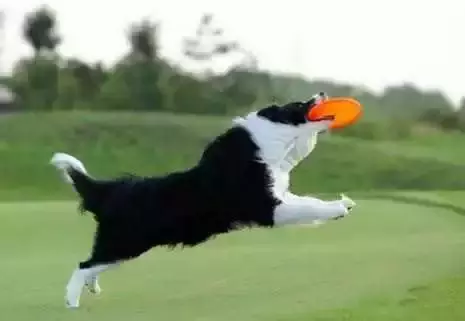 这是公认的最聪明犬种!三分钟看完牧羊犬喂养指南