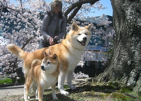 只知道柴犬和秋田 日本的狗狗不止这么少 他们有六大天然纪念物1 柴犬2 秋田犬3 北海道犬4 甲斐犬5 纪州犬6 四国犬 天天看点