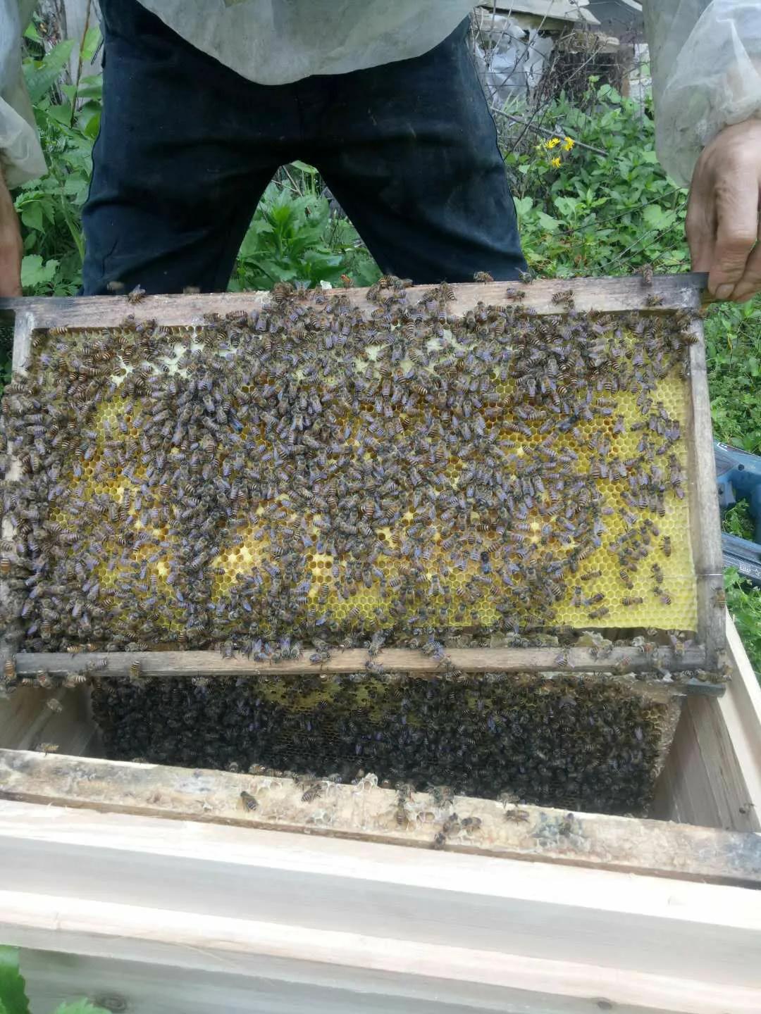 新手如何养好一窝好蜜蜂（第一课）。