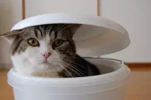 网友哭了:抓破沙发、抓坏窗帘,猫咪为什么那么喜欢到处磨爪子?