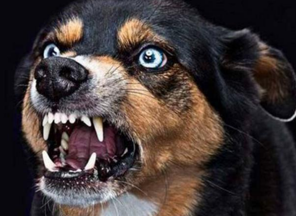 如何分辨狗狗有没有狂犬病？可以看有没有这6个征兆