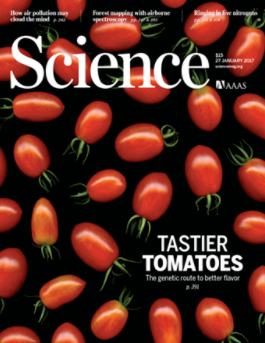 西红柿为什么没有以前好吃了？科研人员历时4年终于发现问题关键